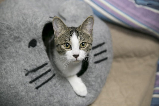 猫好きのあの人へ。センスが光る「甘すぎない」バッグの贈り方