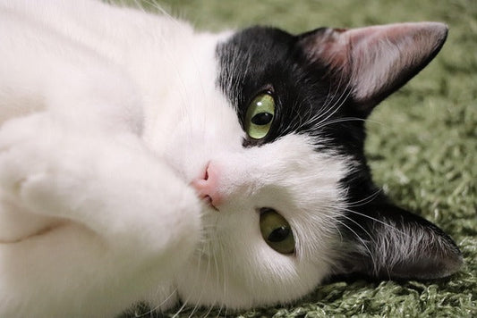 甘すぎない、大人の猫バッグ。媚びない瞳を連れて歩く贅沢。