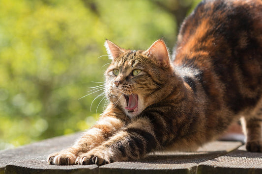 予約販売アイテムの定番化をやめた話。