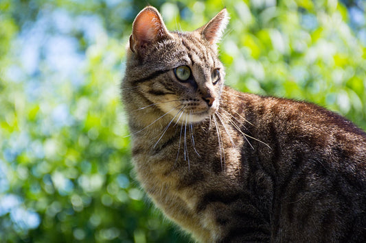 「これだ」と思える猫バッグの選び方