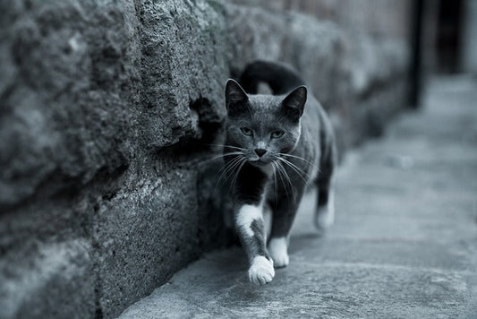 大人の日常に馴染む「黒の猫トート」。レザーでもなくエコバッグでもない、帆布という選択肢。