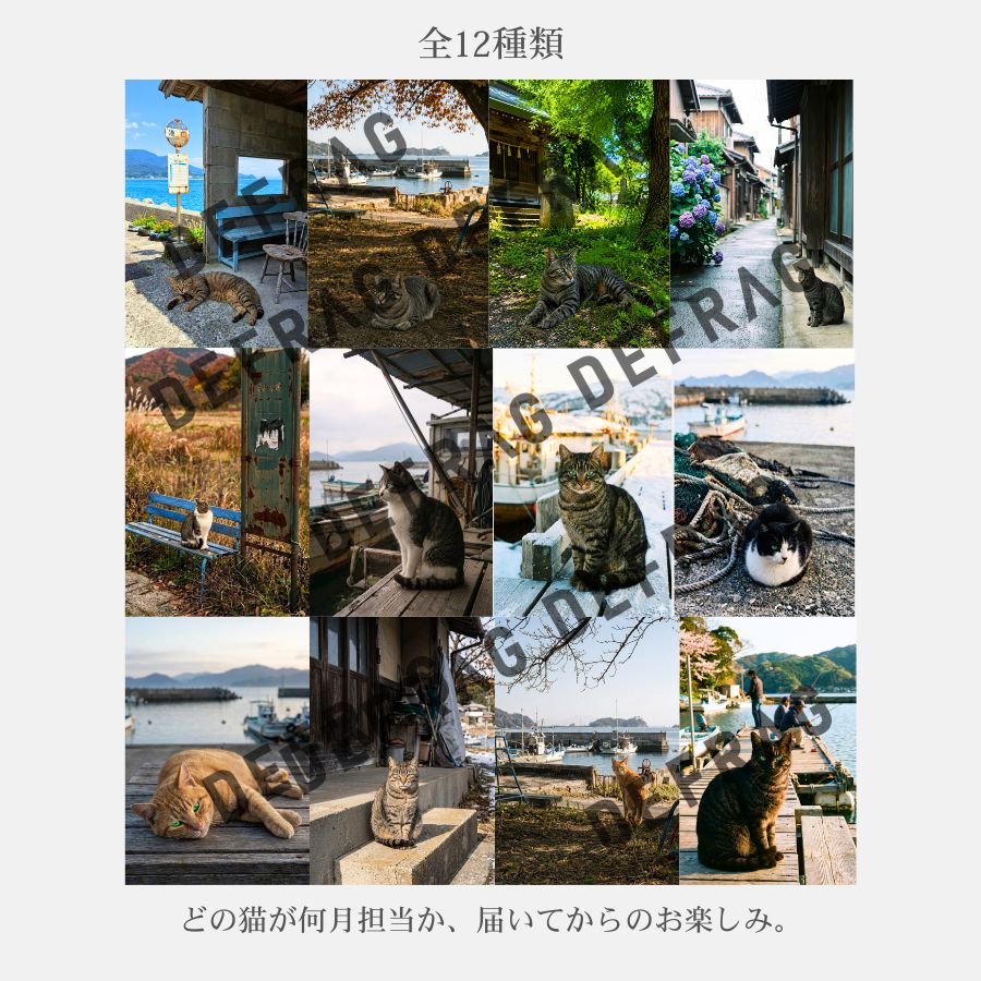 【予約販売】2027年 卓上カレンダー｜港町の野良猫たち
