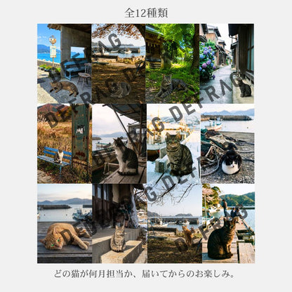 【予約販売】2027年 卓上カレンダー｜港町の野良猫たち