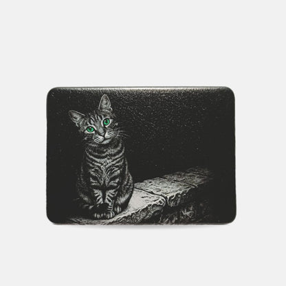 塀の上の野良猫